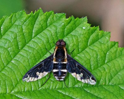 Svävfluga, (Hemipenthes maura)