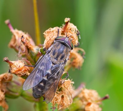 Fäbroms, (Tabanus bovinus/sudeticus)