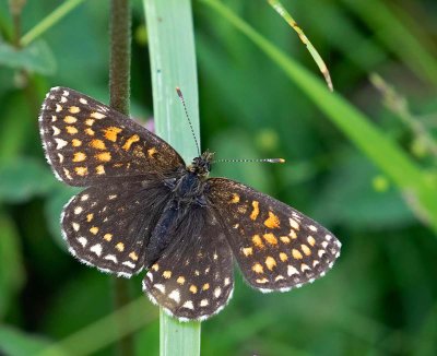 Sotnätfjäril, (Melitaea diamina), hona