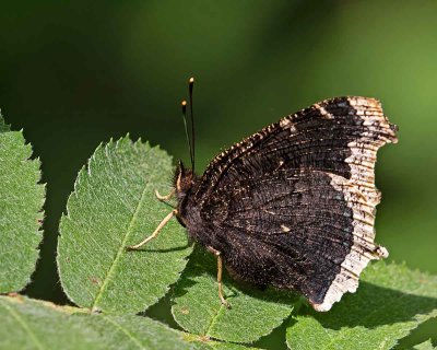 Sorgmantel, (Nymphalis antiopa)