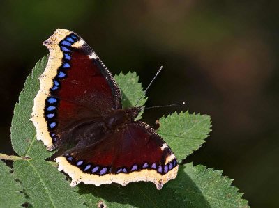 Sorgmantel, (Nymphalis antiopa)