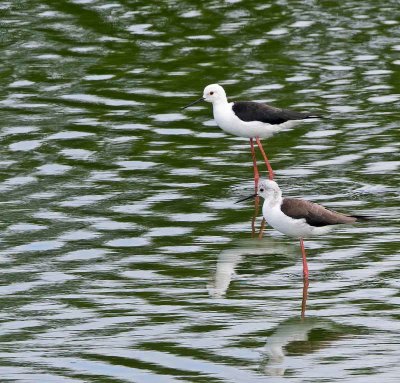 Black-winged Stilt, adult, male and female