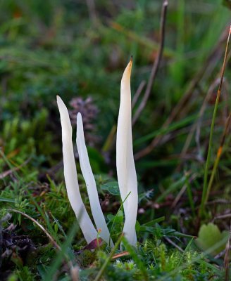 Maskfingersvamp, (Clavaria fragilis)