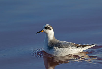 Red Phalarope, winter plumage