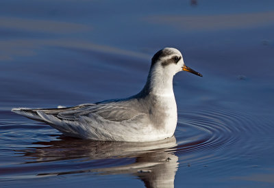 Red Phalarope, winter plumage 