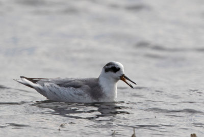 Red Phalarope, winter plumage, (cloudy day)