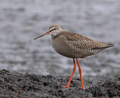 Spotted Redshank, juv.