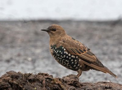 Common Starling, juv.