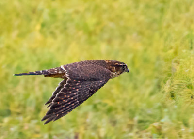 Merlin, juv.