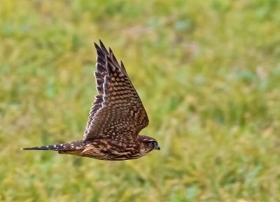Merlin, juv.