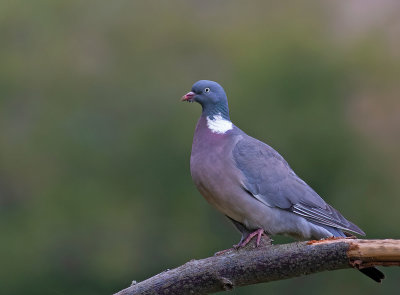 Common Wood Pigeon, adult