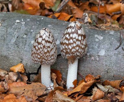 Rutbläcksvamp, (Coprinus picaceus)