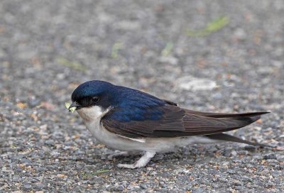 Common House Martin, looking for nesting material
