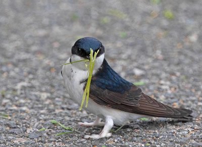 Common House Martin, looking for nesting material