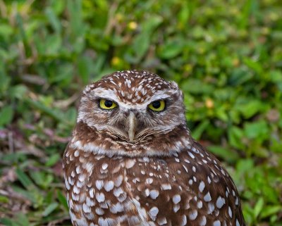 Burrowing Owl