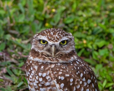 Burrowing Owl