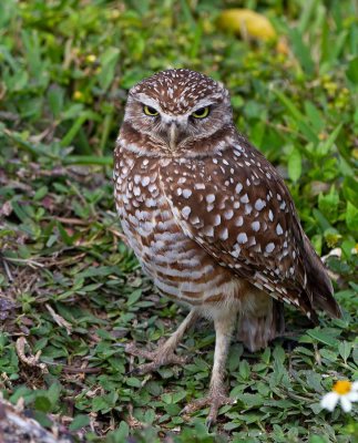 Burrowing Owl