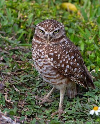 Burrowing Owl