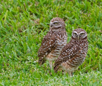Burrowing Owl, couple outside the nest