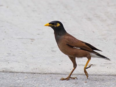 Commun Myna