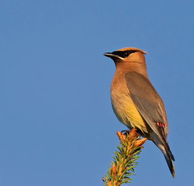 Cedar Waxwing