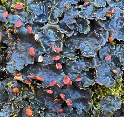 Lichens / lavar