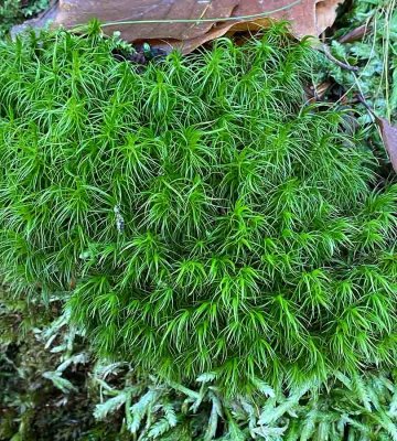 Stor kvastmossa, (Dicranum majus)
