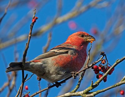 Pine Grosbeak, male