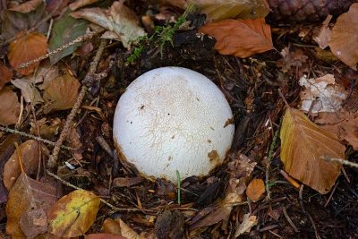 Stinksvamp, (Phallus impudicus), häxägg