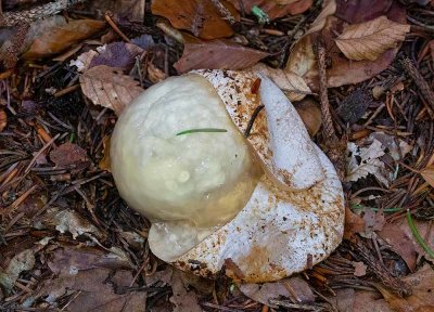 Stinksvamp, (Phallus impudicus), häxägg