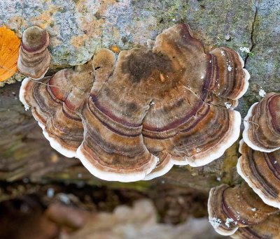 Sidenticka, (Trametes versicolor)