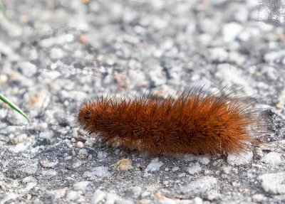 Rostvinge, (Phragmatobia fuliginosa)