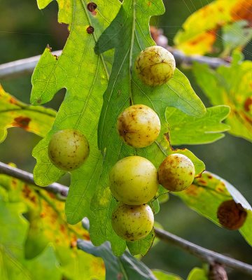 Gallstekel, (Cypnips quercusfolii)