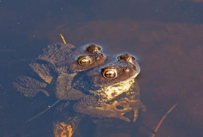 Common Toad, Vanlig padda, (Bufo bufo), parning