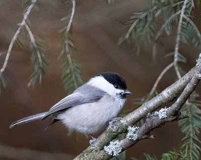 Flycatchers and Tits