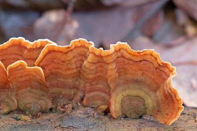 Raggskinn, (Stereum hirsutum)