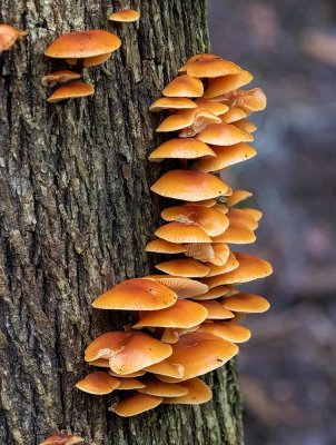 Vinterskivling, (Flammulina velutipes)