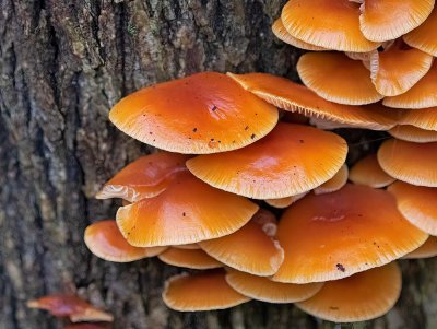 Vinterskivling, (Flammulina velutipes)