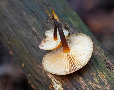 Vinterskivling, (Flammulina velutipes)