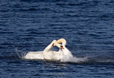 Mute Swans, males fighting for territory