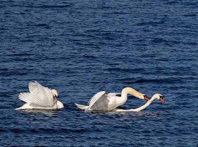 Mute Swans, fighting for territiry