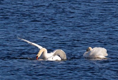 Mute Swans, males fighting for territory, winner try to drown his rival
