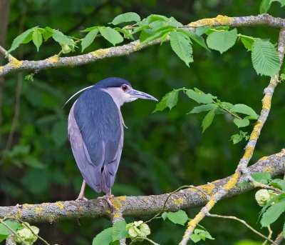 Black-crowned Night-Heron, adult