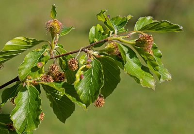 Bok, (Fagus sylvatica), flowering, note plant gall, (Mikiola fagi)