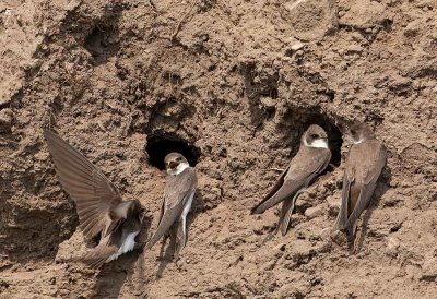 Sand Martin, outside the nests