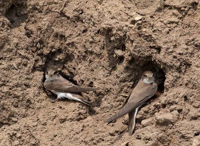Sand Martins, outside the nests