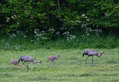 Common Crane, family looking for food