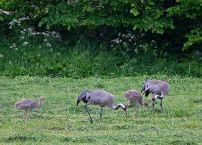 Common Crane, family looking for food