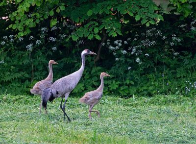Common Crane, family looking for food