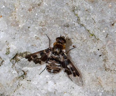 Vitfläckig svävfluga, (Thyridanthrax fenestratus)